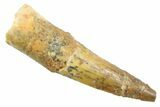 Juvenile Fossil Spinosaurus Tooth - Real Dinosaur Tooth #354824-1